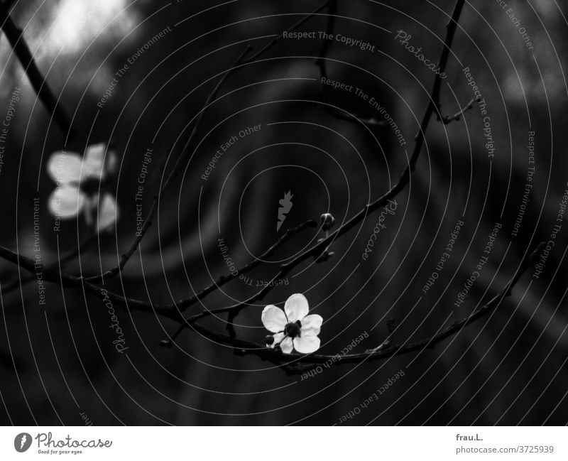 Two delicate flowers break through the darkness. shrub tree spring blossom Cherry Cherry blossom