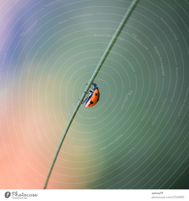 Ladybug crawls up grass blade Ladybird lucky beetle upstairs Upward Nature Positive Happy Beetle Insect Seven-spot ladybird Crawl Animal 1 Copy Space top