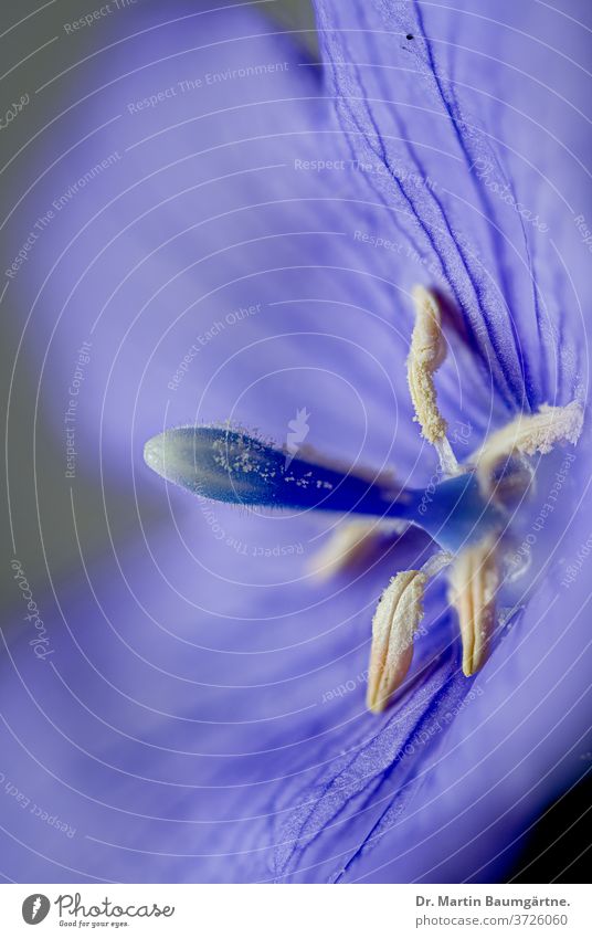 Platycodon grandiflorus, Chinese bellflower, Ballonblume, closeup blooming Campanulaceae herbaceous perennial blue balloon doraji edible hardy