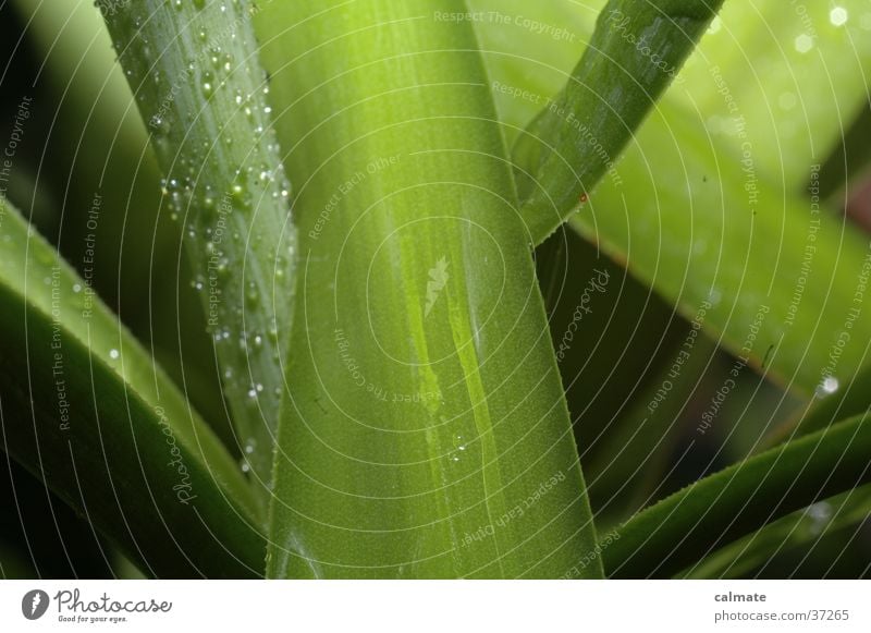 Yukka houseplant #5 Plant Palm tree Yucca Wet Macro (Extreme close-up) Drops of water