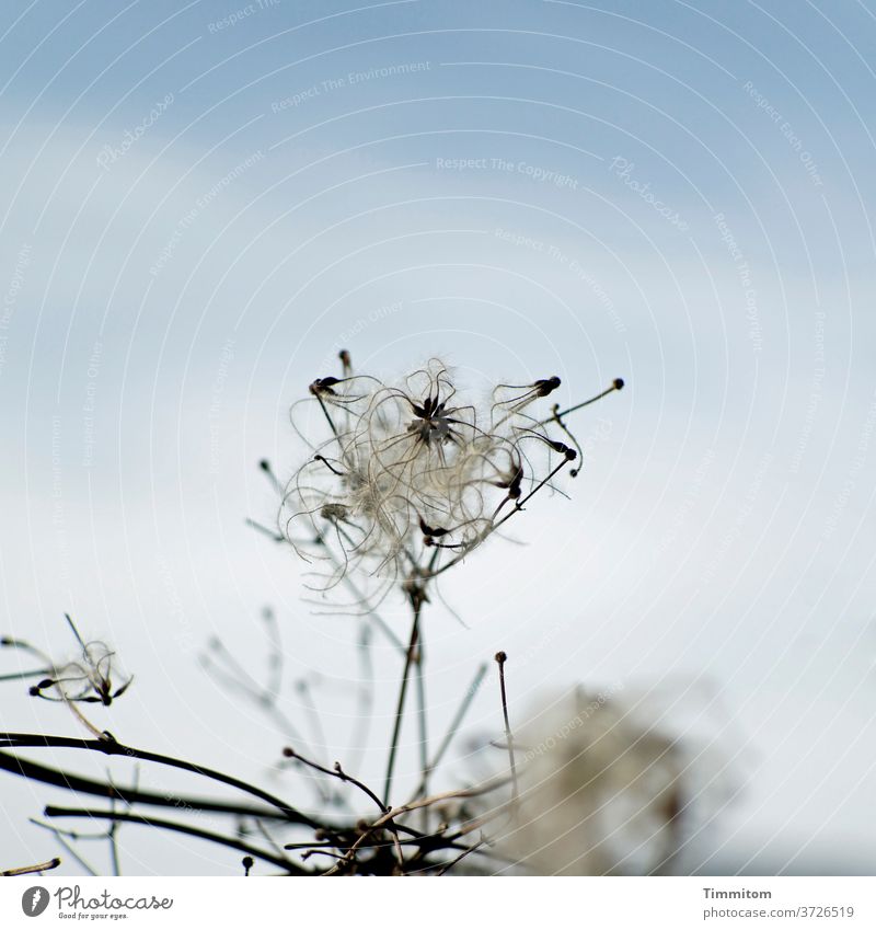 Strange plants stretch up wax Plant Nature Sky Clouds Blue White Exterior shot Deserted Day Branches and twigs