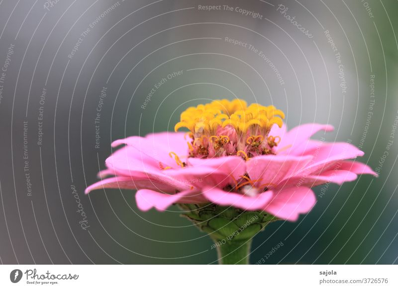 Zinnie flowers bleed Pink Yellow zinnia Plant Nature Colour photo Close-up Macro (Extreme close-up) already Garden Blossoming Shallow depth of field natural Day