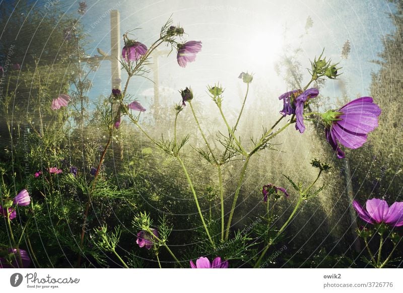 drizzle Cosmea Cosmea flower Illuminate Wet Water Exterior shot Idyll bushes Drops of water Deserted Bright Sunlight Plant Day Beautiful weather Cast Close-up