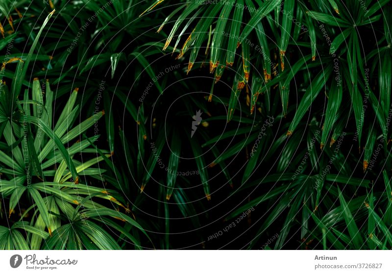 Selective focus on dark green leaves in the garden. Emerald green leaf texture. Nature abstract background. Tropical forest. Above view of dark green leaves with natural pattern. Tropical plant.