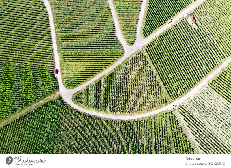 Vineyard from above from on high plan Image aerial photograph drone Drones Images Aerial photograph Bird's-eye view green Wine growing vines Agriculture