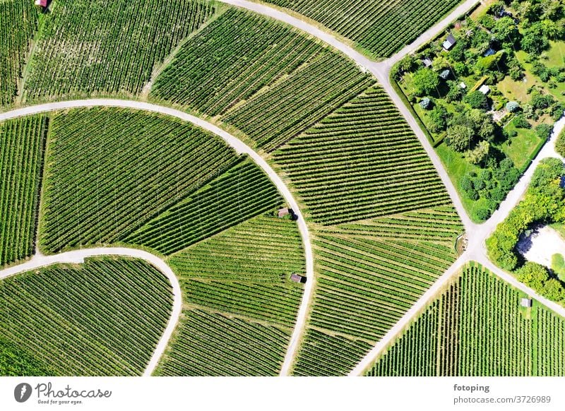 Vineyard from above from on high plan Image aerial photograph drone Drones Images Aerial photograph Bird's-eye view green Wine growing vines Agriculture