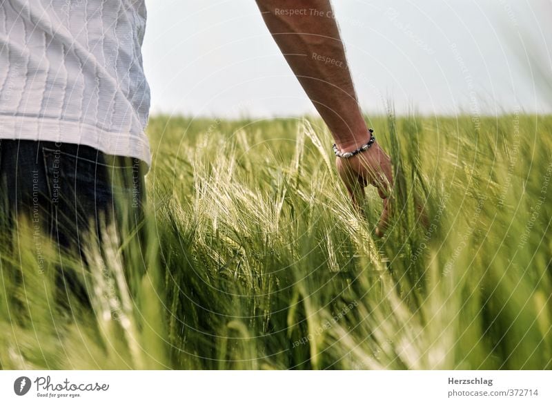 Do you feel it... Arm Hand Spring Summer Grain Field Touch Relaxation Love Painting (action, work) Dream Esthetic Near Sustainability Green Happy