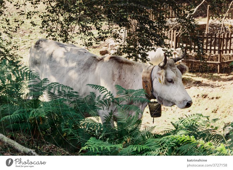 Podolic cow on the pasture in the forest Podolic cows podolic podolian trees meadow sunrise breed grey green grass agriculture animal domestic italy campania