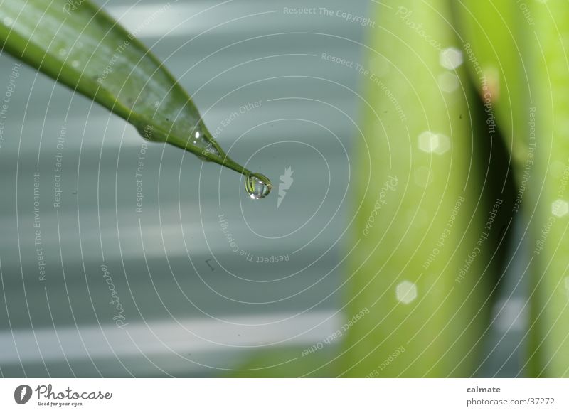 Yukka houseplant #7 Plant Palm tree Yucca Wet Macro (Extreme close-up) Drops of water