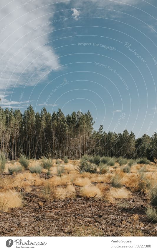 Pinewood landscape pine tree pines Natural Summer Deserted Pine cone Plant Forest Tree Nature Exterior shot Day coniferous Decoration Close-up Green Brown