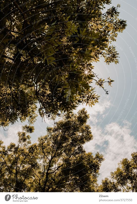 treetops trees Treetops Sky Clouds Green Summer Sun Nature Landscape Above Upward height Sunbeam Wide angle Climate Climate change Exterior shot Environment