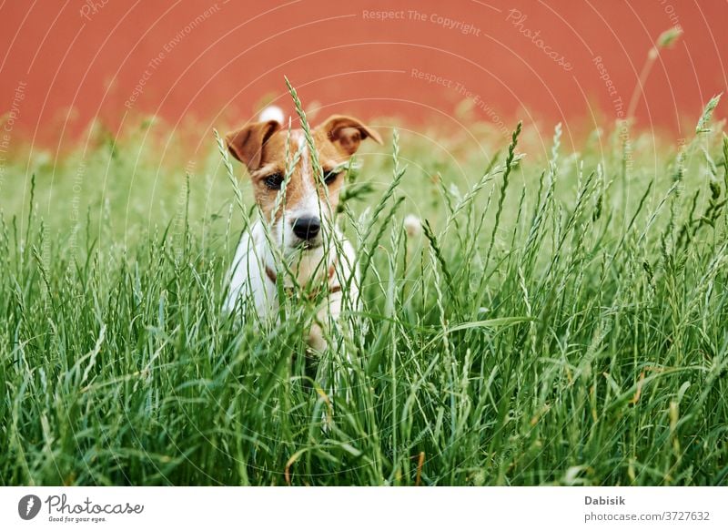 Dog on the grass in summer day. Jack russel terrier puppy looks at camera dog portrait cute happy pet adorable brown face breed domestic park play healthy