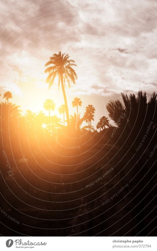 palm romance Vacation & Travel Far-off places Summer Summer vacation Sun Landscape Sky Clouds Sunrise Sunset Sunlight Beautiful weather Palm tree Garden Park