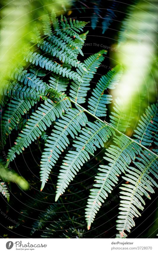 Fern in the forest Shallow depth of field Back-light Sunbeam Sunlight Light (Natural Phenomenon) Reflection Silhouette Contrast Shadow Day Copy Space middle