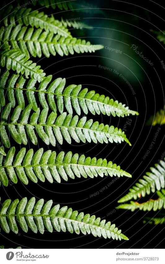 Fern in the forest Shallow depth of field Back-light Sunbeam Sunlight Light (Natural Phenomenon) Reflection Silhouette Contrast Shadow Day Copy Space middle