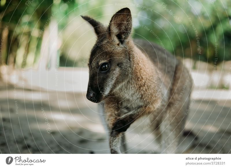 curious wallaby looking at the camera Kangaroo Animal Australia Wild animal Animal portrait Vacation & Travel Nature Cute Environment zoo nature kangaroo