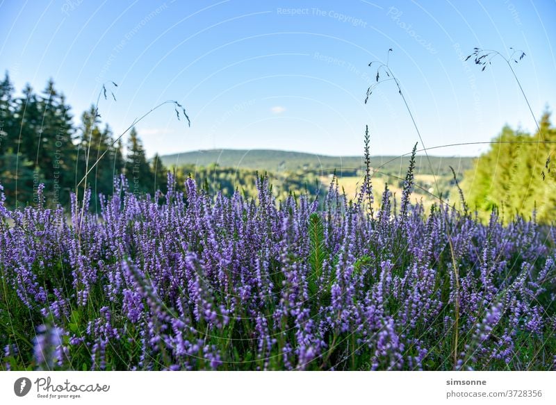 Summer heath in the mountains in late summer Heathland purple Forest Highlands Nature grasses Foreground fichtelgebirge Bavaria blue Sky Weather background