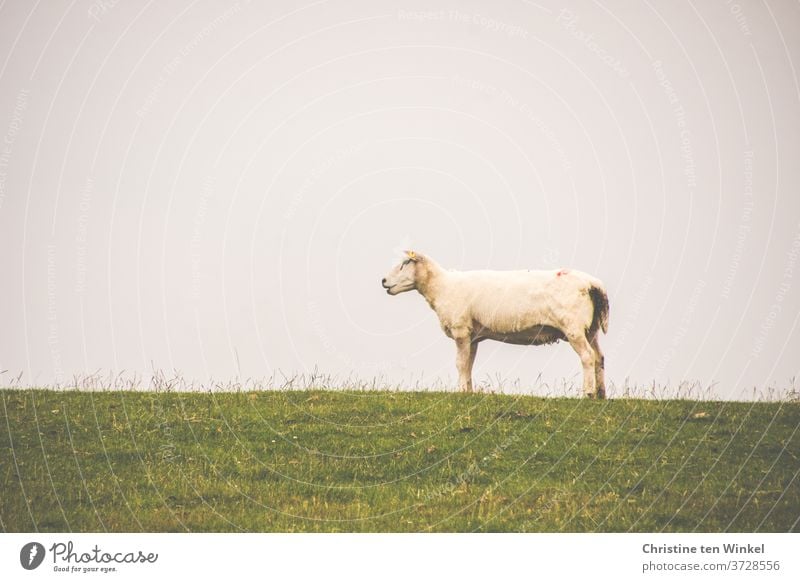 The dike sheep stands all alone at the top of the dike and looks out for its flock Dike top Sheep North Sea green Animal Nature Summer Grass Sky Meadow