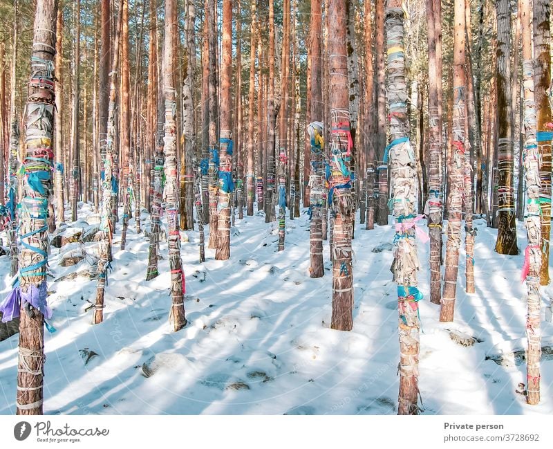 Winter forest covered with snow, colored ribbons are tied on tree trunks, sacred ritual ribbons used as offerings to spirits, Buddhism trees winter cold tape