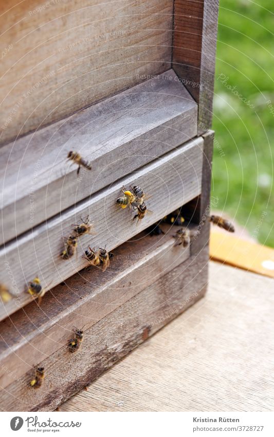 Bees at the beehive bees Honeybees Beehive bee colony Nesting place keep beekeepers approach arrive pollen Pollen Panties Prey wood apiary Bee-keeping Nature