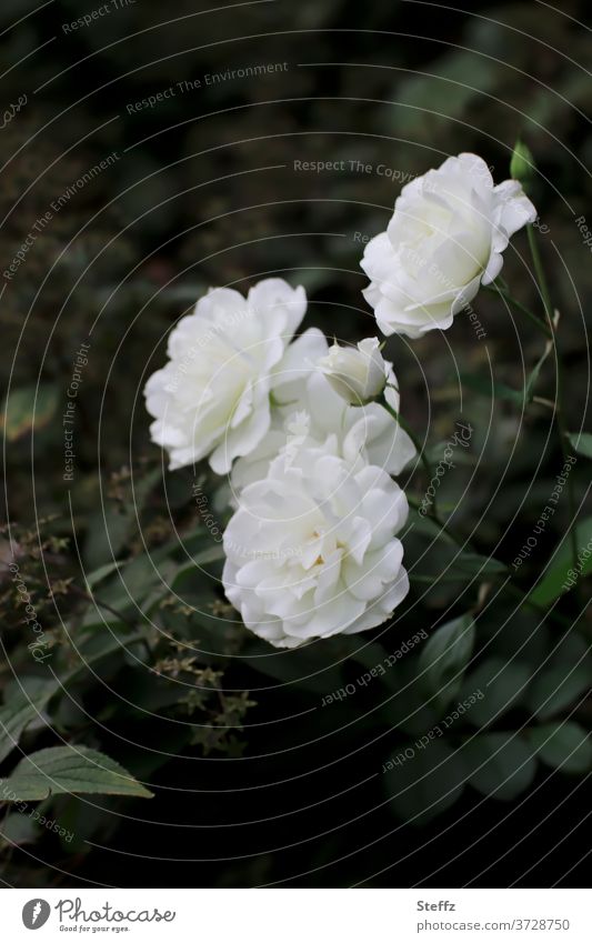 white garden roses white roses Edelroses rose petals floribunda Garden Roses flowering roses Rose scent Summer roses Noble elegance Elegant Poetic White