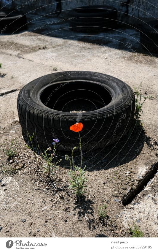 Poppy blossom, scrap yard, car tires Car tire Trash Recycling Plant bleed Environmental pollution Problem Rubber Plastic Contrast Black Red Trashy