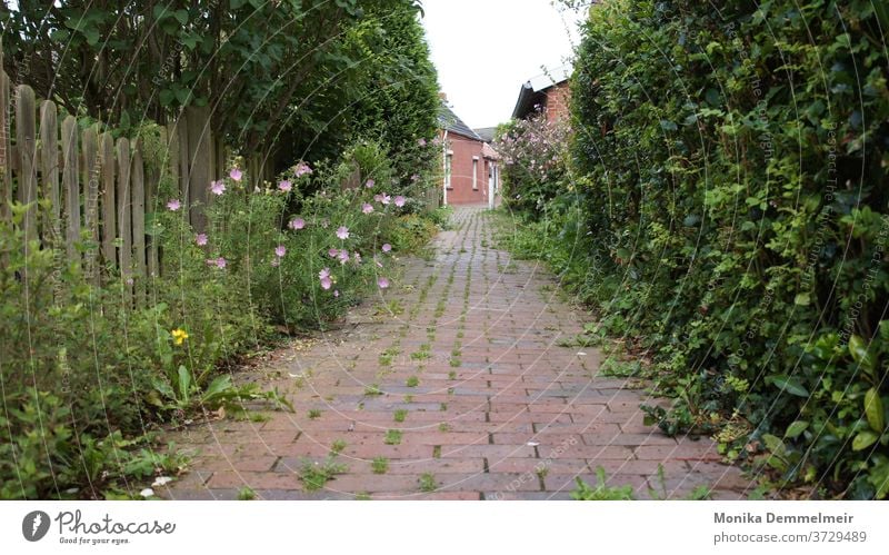 small alley Alley Architecture Old town Exterior shot Historic Facade Wall (barrier) Street Wall (building) built Deserted Lanes & trails