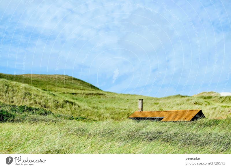 dansommer Dünen Dänemark Strandhafer Sommer Haus Ferienhaus Natur Landschaft Himmel blau Nordsee