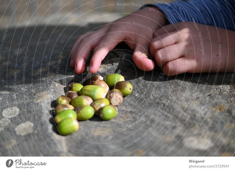 Acorns in autumn by hand Autumn amass Harvest Thanksgiving Nature Plant Fresh Close-up attentiveness Seasons Oak tree