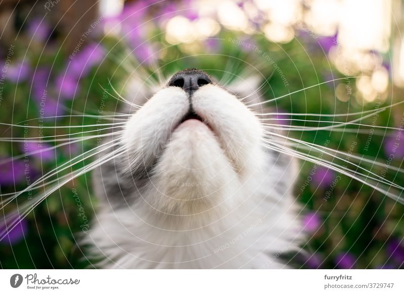 maine coon kitten whiskers cat maine coon cat longhair cat purebred cat pets outdoors front or backyard garden green nature flower bloom plants blossom pink fur