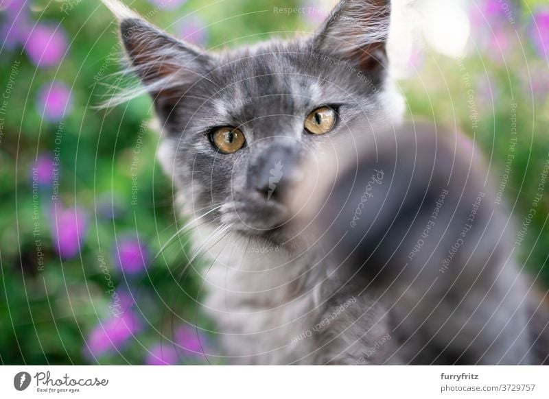 black smoke maine coon kitten portrait cat maine coon cat longhair cat purebred cat pets blue smoke outdoors front or backyard garden green nature flower bloom