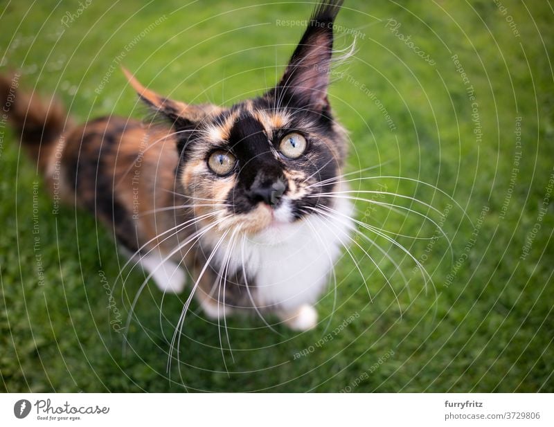 calico maine coon kitten portrait cat maine coon cat longhair cat purebred cat pets tortoiseshell cat outdoors front or backyard garden green nature lawn meadow