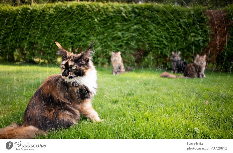 group of maine coon cats in garden longhair cat purebred cat pets calico tortoiseshell cat outdoors front or backyard green nature lawn meadow grass fur feline