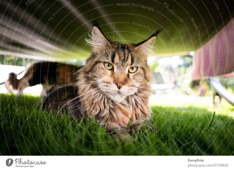 cat resting under deck chair maine coon cat longhair cat purebred cat pets tabby outdoors front or backyard garden green lawn meadow grass fur feline fluffy