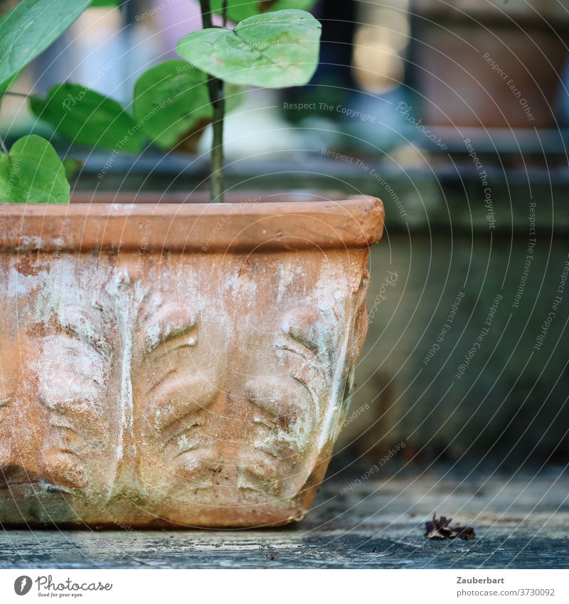 Terracotta flowerpot with green plant flower tub Foliage plant Flower bowl Terrace Balcony Pot Flowerpot Plant Garden Gardening Close-up tranquillity Peaceful