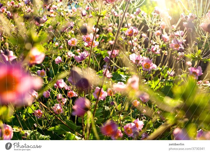 autumn anemones flowers blossom bleed Relaxation holidays Garden allotment Garden allotments Deserted Nature Plant tranquillity Garden plot Summer shrub