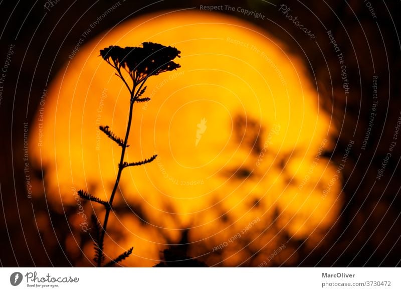 Background on the African Safari Twilight Plants at night African background Safari Background African safari African landscape Earth at night Planting at night