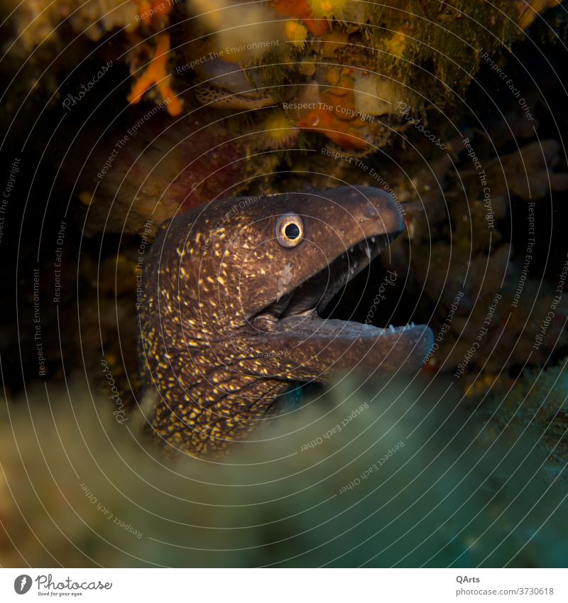 Don't touch this... Moray eel waiting for prey 2020 Elba Eyes Fish Italy Mediterranean sea Ocean Dive underwater Aquatic predator