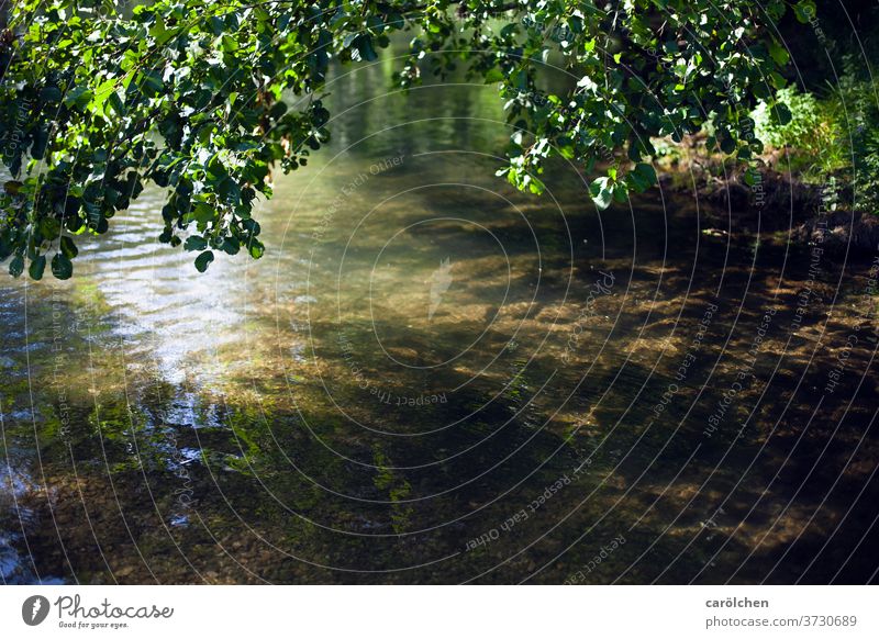 River banks with clear water Seine France Brook Water neat Flow fluid Exterior shot Flare green Nature