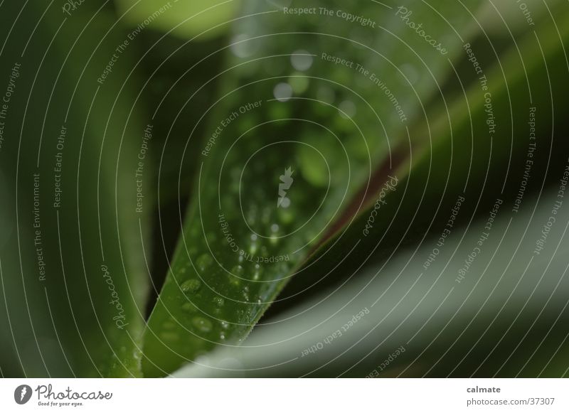 yukka #2 Yucca Green Wet Zimmerpfalnze Drops of water Macro (Extreme close-up)