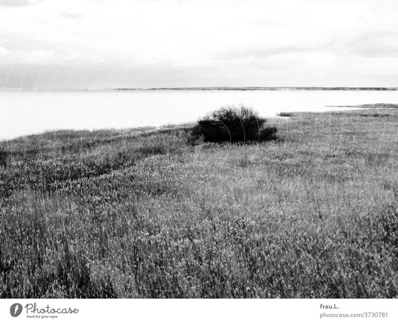 A lake like milk. grasses bush Clouds Sky Sunlight Landscape reed grass Vacation & Travel Tourism Environment Water