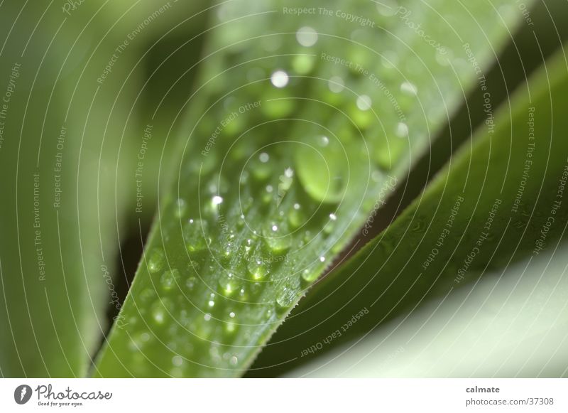 yukka #3 Yucca Green Wet Zimmerpfalnze Drops of water Macro (Extreme close-up)