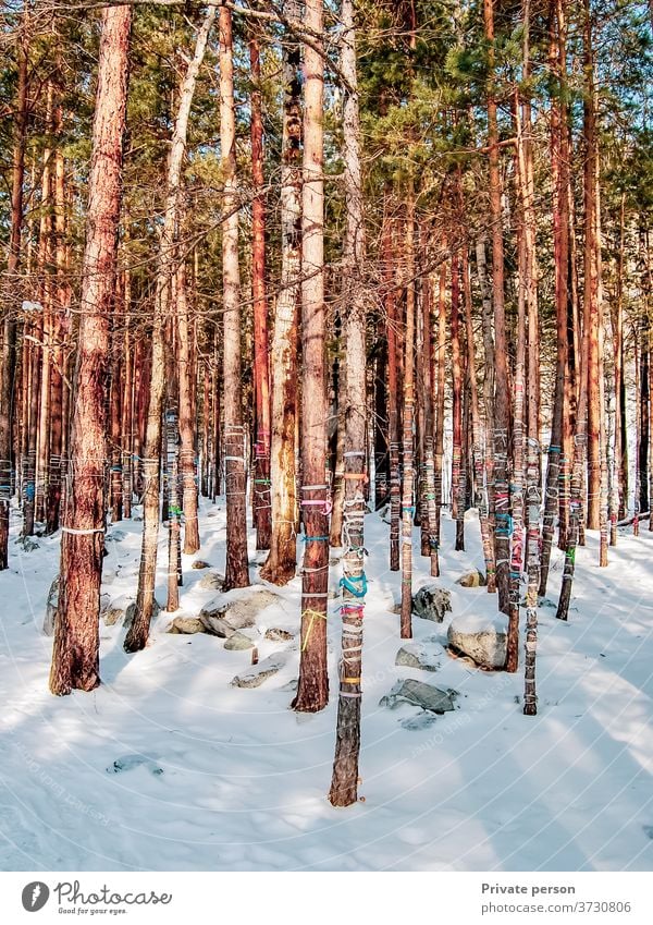 custom to tie colored ropes on trees to fulfill wishes Forest No people Winter Outdoors Snowfall Pine Pinaceae Christmas Branch - part of a plant Season