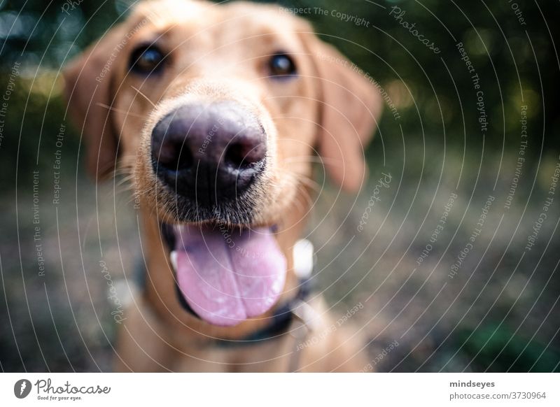 dog's snout Labrador Tongue Snout pant Nose Pet Exterior shot Colour photo Animal portrait Close-up Shallow depth of field Detail Animal face Dog Dog's snout