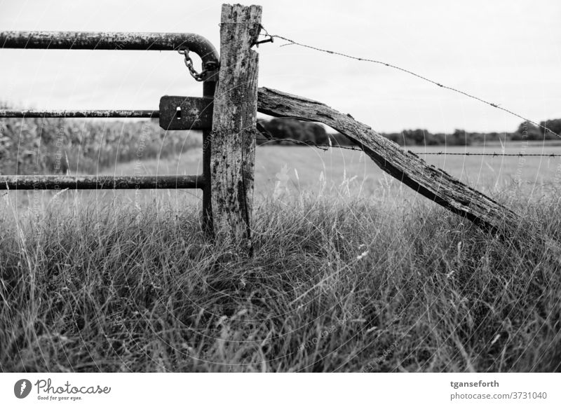 gate Willow tree Iron Metal Rust wood Fence post Barbed wire Barbed wire fence Deserted Exterior shot Barrier Detail Border Protection Dangerous Thorny Freedom