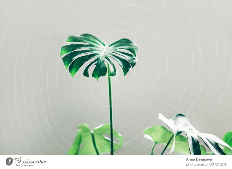 Real monstera leaves leaf plant garden jungle foliage tropical nature floral green pattern wallpaper decor exotic botany natural decoration trendy botanical