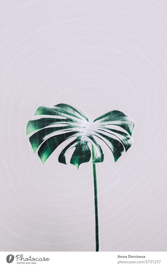 Real monstera leaves leaf plant garden jungle foliage tropical nature floral green pattern wallpaper decor exotic botany natural decoration trendy botanical