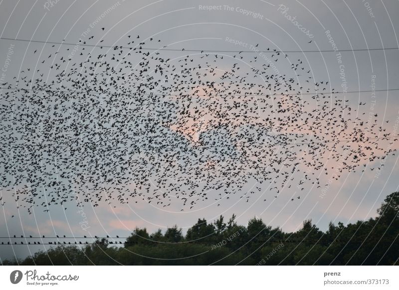 twilight Environment Nature Landscape Animal Sky Wild animal Bird Gray Black Starling Flock Darss Colour photo Exterior shot Deserted Copy Space top Evening