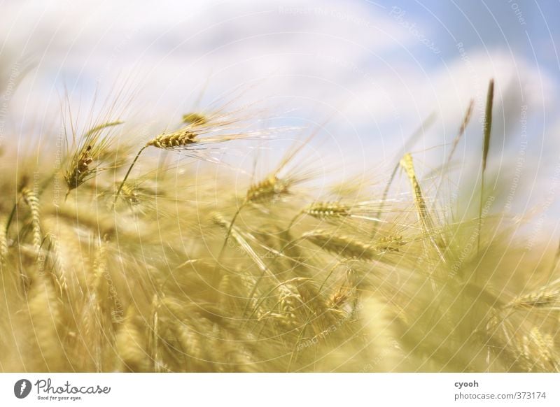 Wind in the fields Nature Plant Sky Clouds Summer Beautiful weather Warmth Agricultural crop Field Touch Movement Illuminate Growth Fresh Healthy Bright Juicy