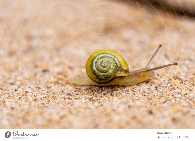 Garden Snail Garden Ribbon Snail white-lipped snail Slug To leaf (through a book) capea hortensis Animal Shell Nature Slowly Slimy macro Brown Spiral helix